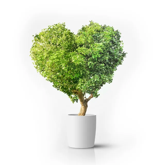 Ein Baum ist so beschnitten, das er die Form eines Herzens hat