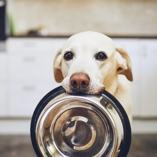 Hund mit Fressnapf im Maul